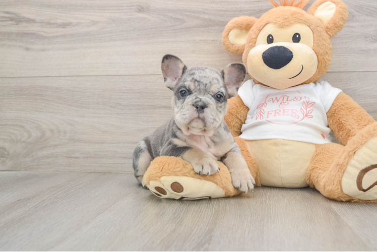 Popular French Bulldog Purebred Pup
