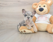6 week old French Bulldog Puppy For Sale - Premier Pups