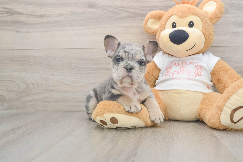 Popular French Bulldog Purebred Pup