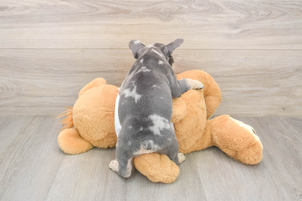Best French Bulldog Baby