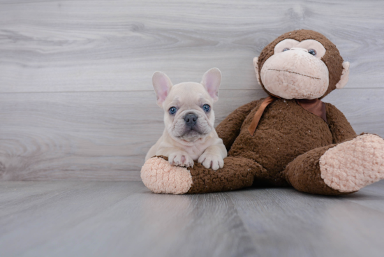 French Bulldog Pup Being Cute