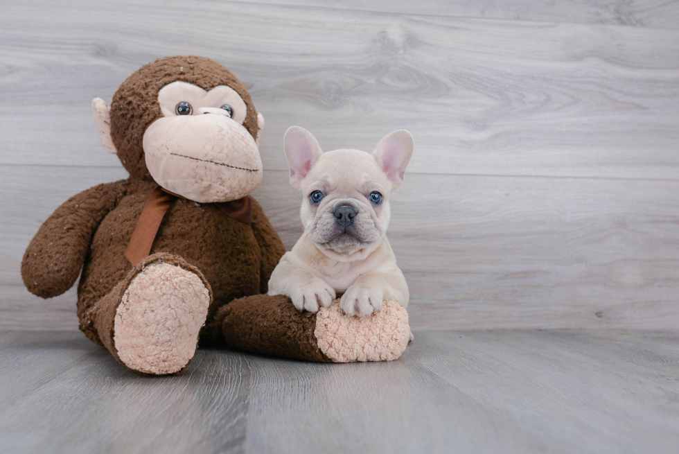 Little French Bulldog Purebred Pup