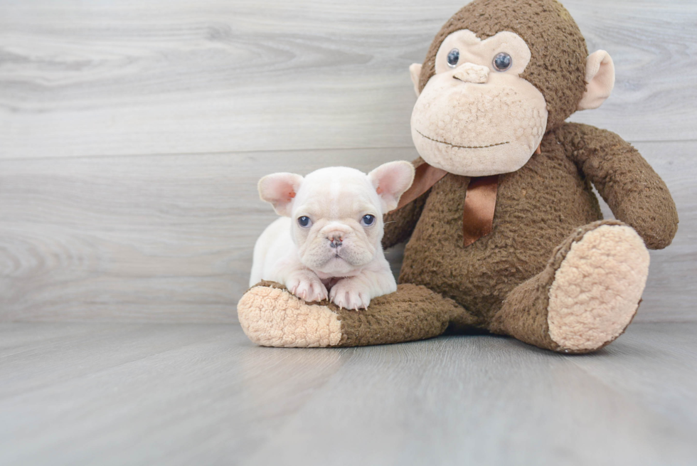 Happy Frenchie Purebred Puppy