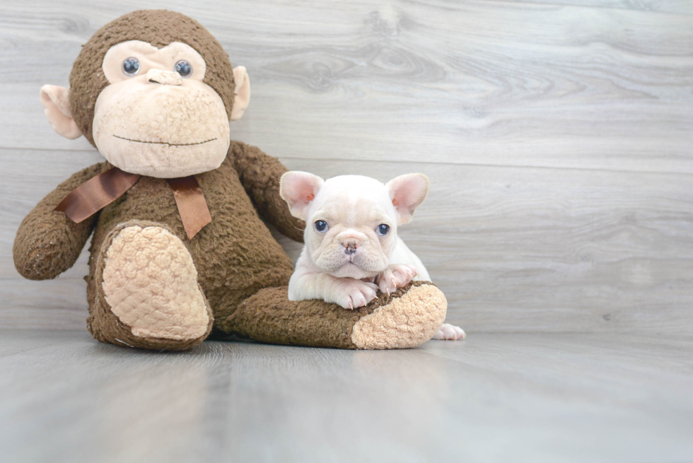 Hypoallergenic French Bulldog Baby