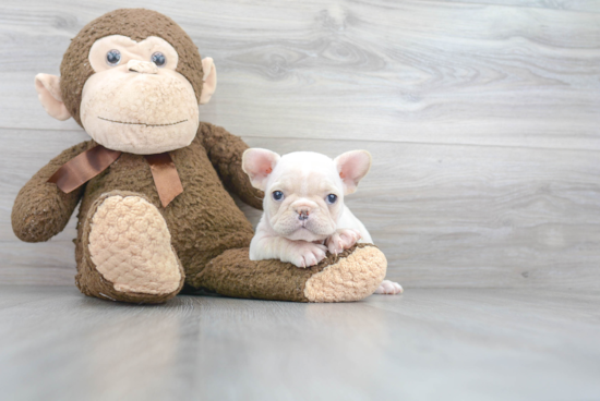 Hypoallergenic French Bulldog Baby