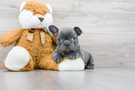 Adorable Frenchie Purebred Puppy