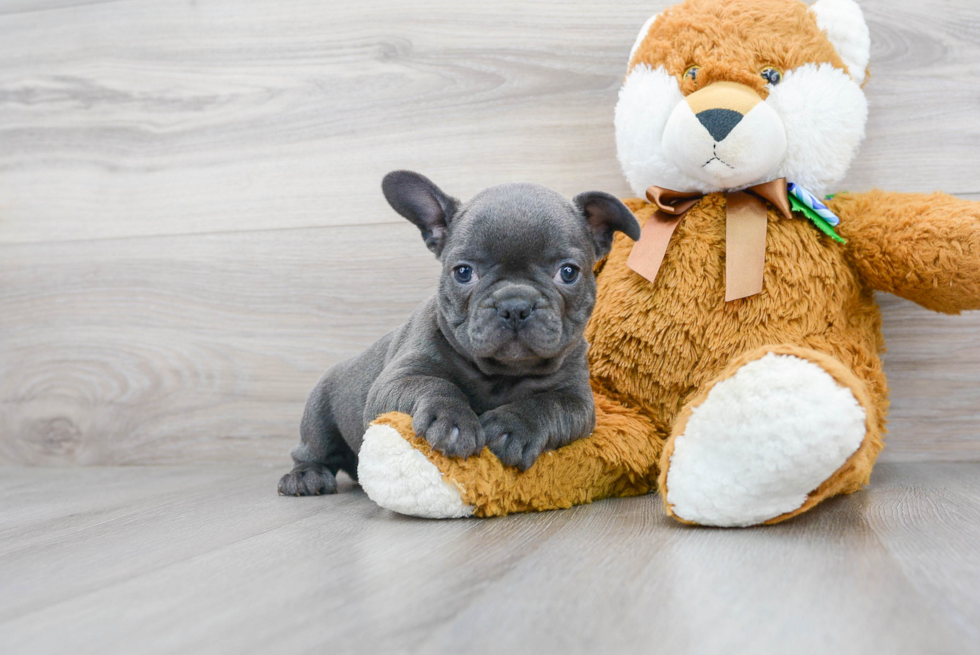 Best French Bulldog Baby