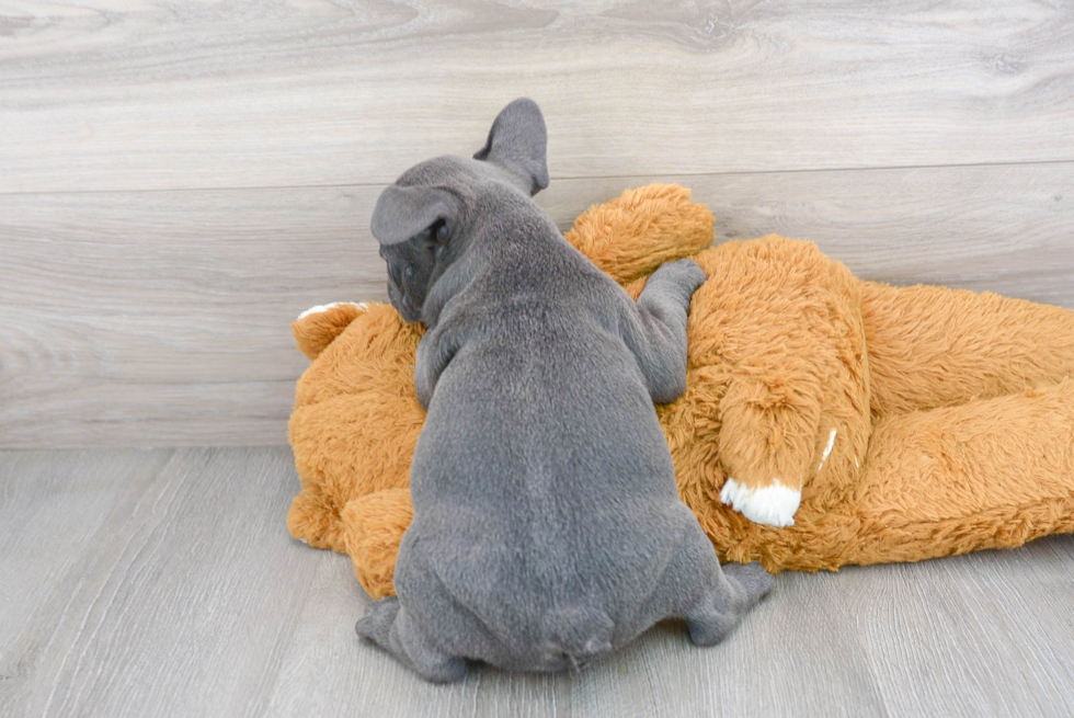 Popular French Bulldog Baby