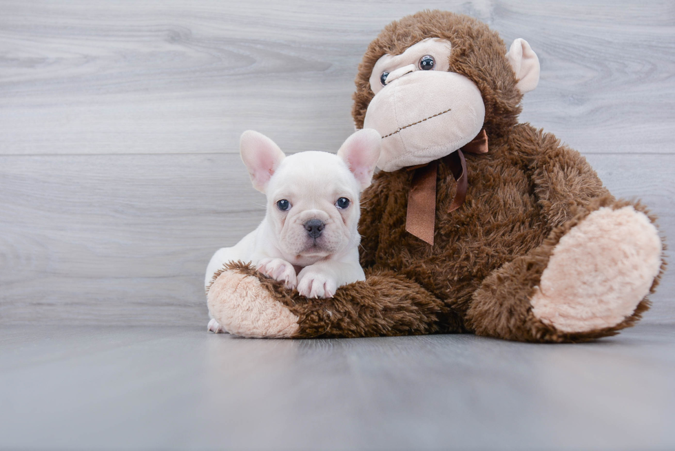 French Bulldog Puppy for Adoption