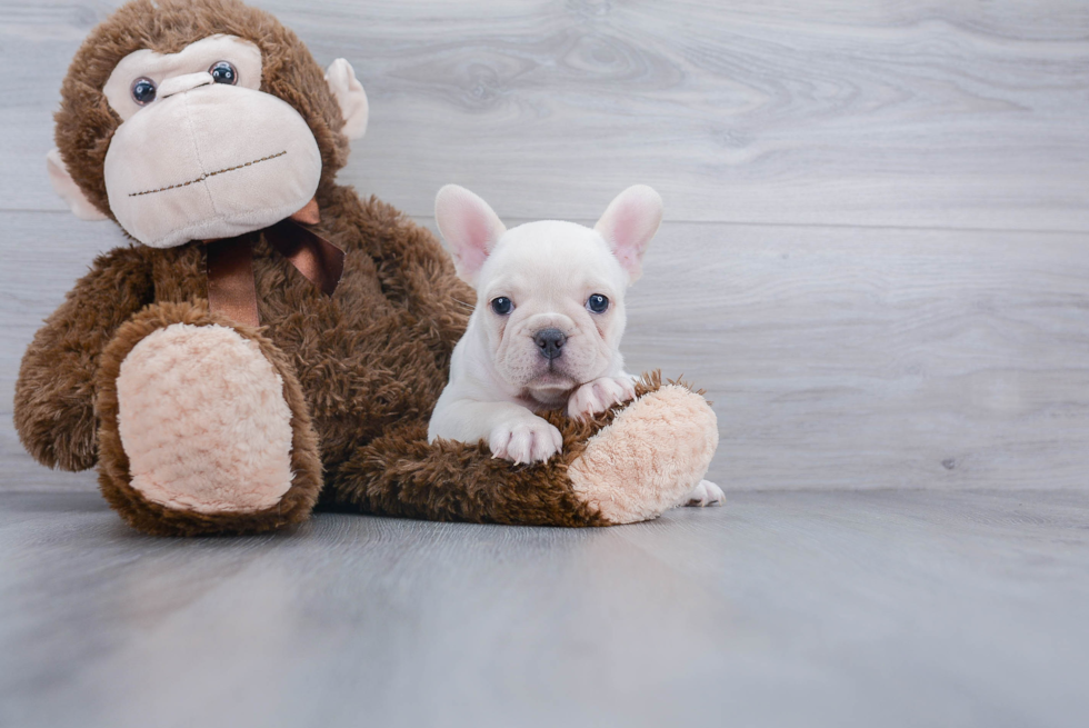 Playful French Bulldog Baby