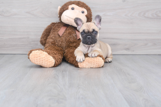 Funny French Bulldog Baby