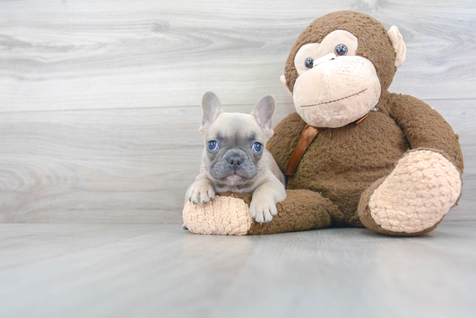 French Bulldog Puppy for Adoption