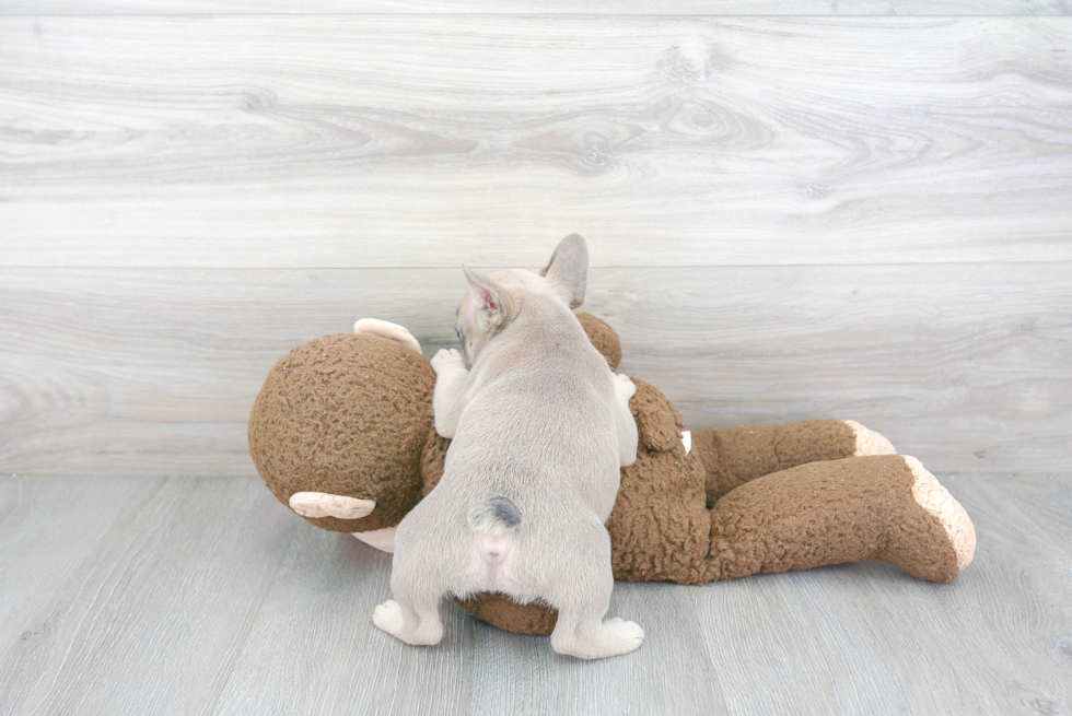 Cute Frenchie Purebred Puppy