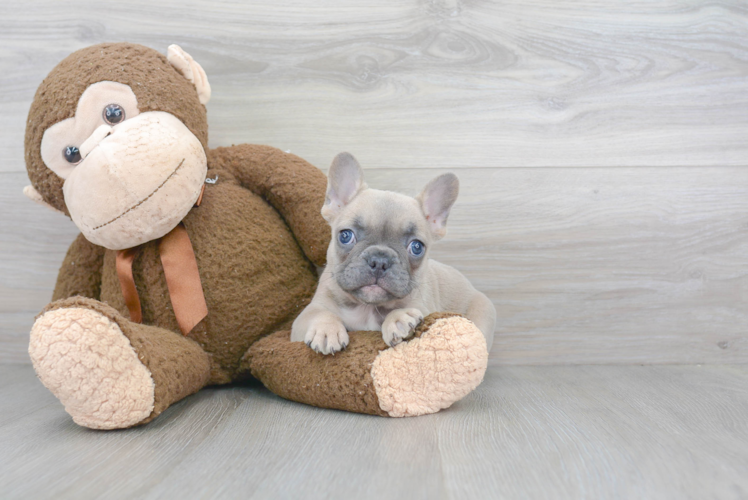 French Bulldog Pup Being Cute