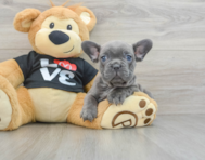 9 week old French Bulldog Puppy For Sale - Premier Pups