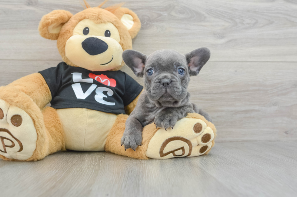 7 week old French Bulldog Puppy For Sale - Premier Pups