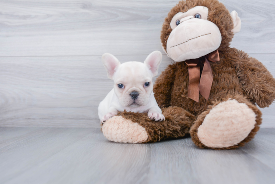 Best French Bulldog Baby