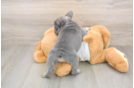 Friendly French Bulldog Baby