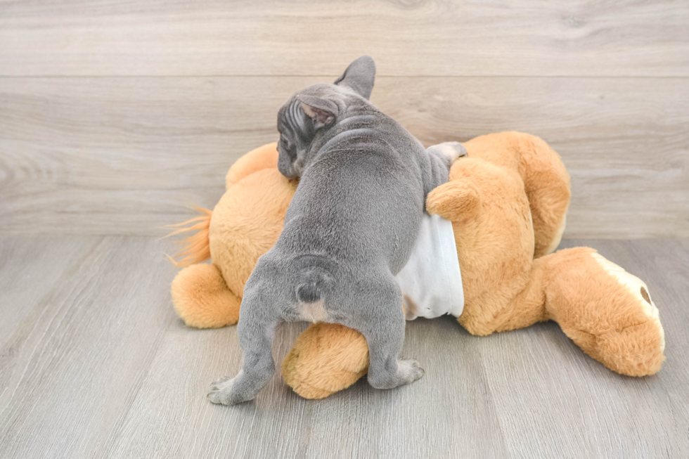 Friendly French Bulldog Baby
