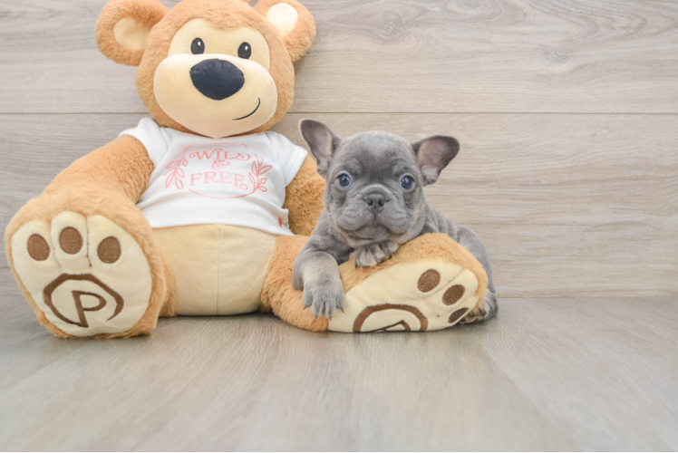 Best French Bulldog Baby