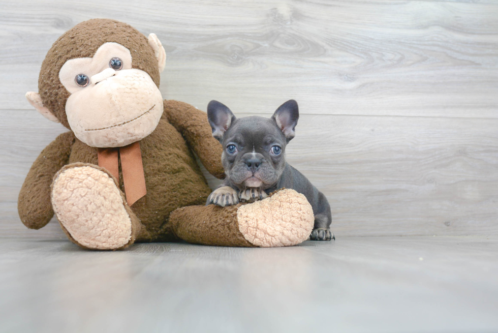 French Bulldog Pup Being Cute