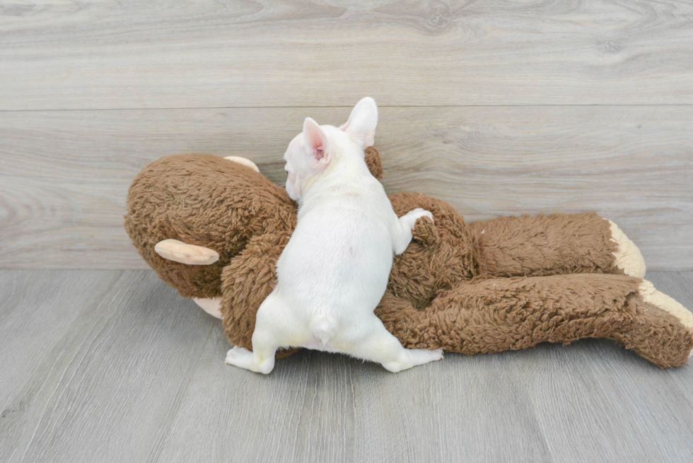 Little French Bulldog Baby