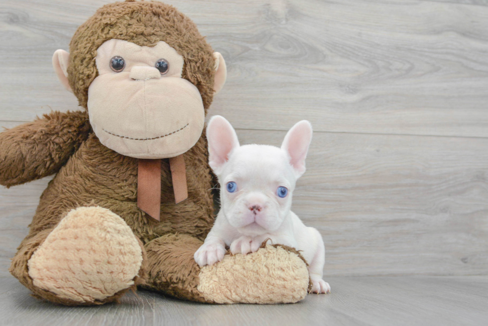 Funny French Bulldog Purebred Pup