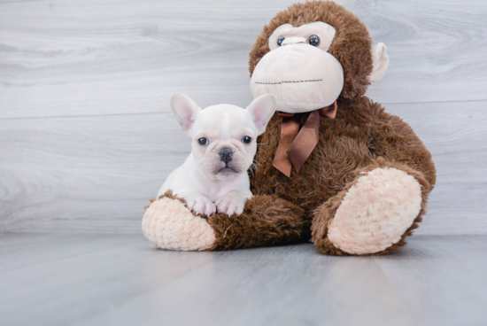 French Bulldog Puppy for Adoption