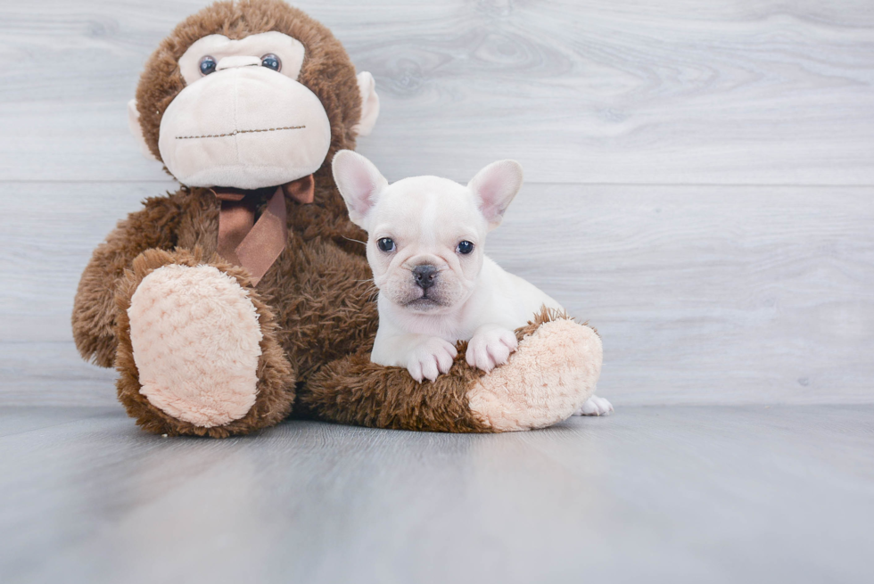 Best French Bulldog Baby