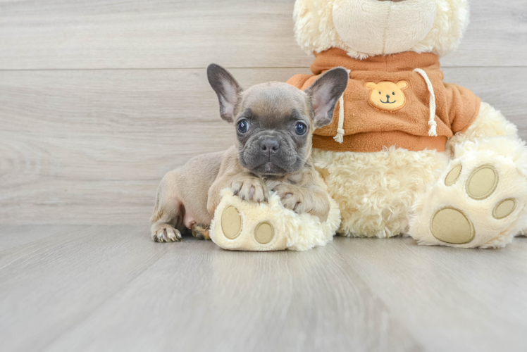 French Bulldog Puppy for Adoption
