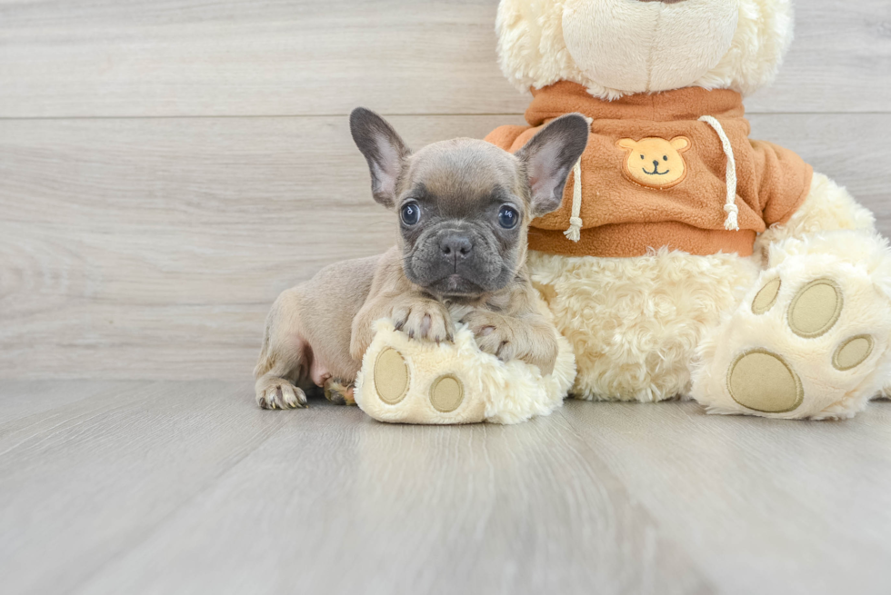 French Bulldog Puppy for Adoption