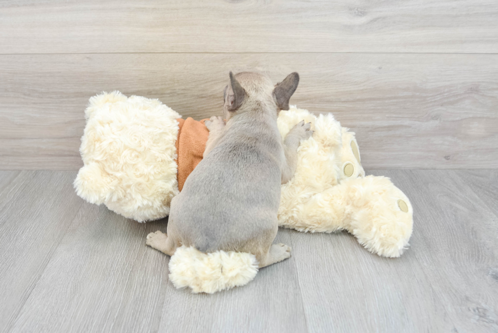 Hypoallergenic French Bulldog Baby