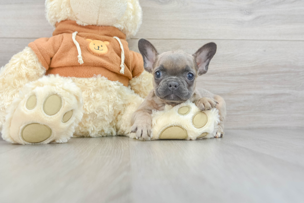 French Bulldog Pup Being Cute