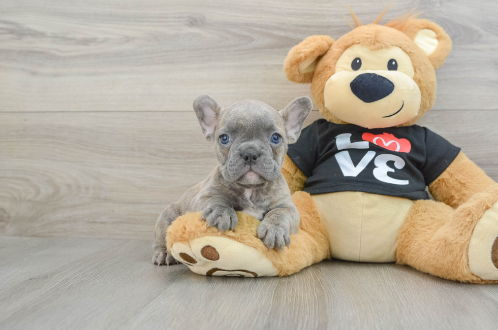 7 week old French Bulldog Puppy For Sale - Premier Pups