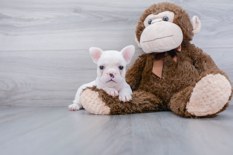 French Bulldog Pup Being Cute