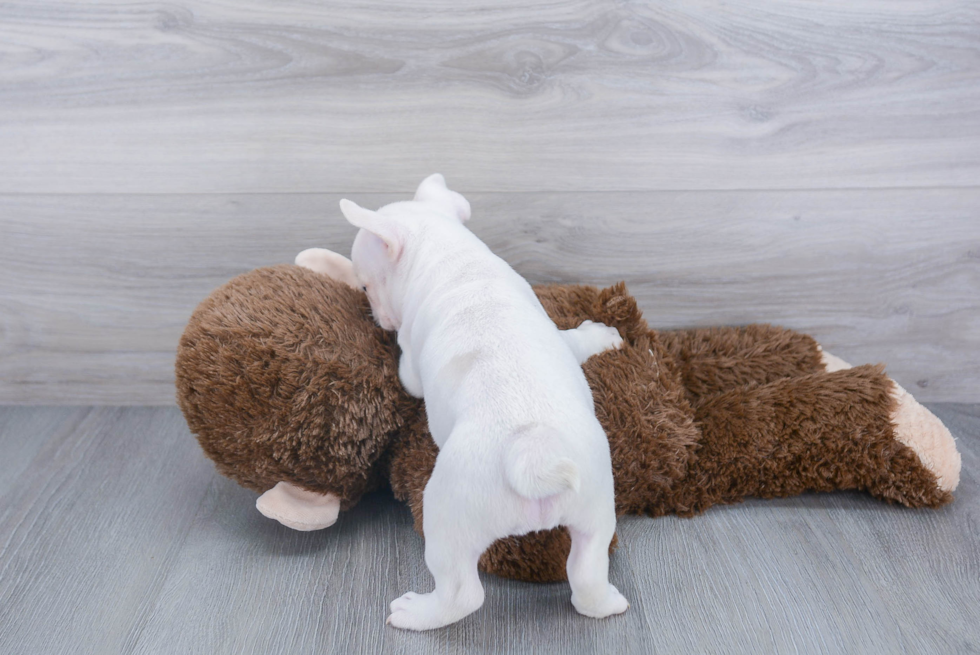 Akc Registered French Bulldog Purebred Pup
