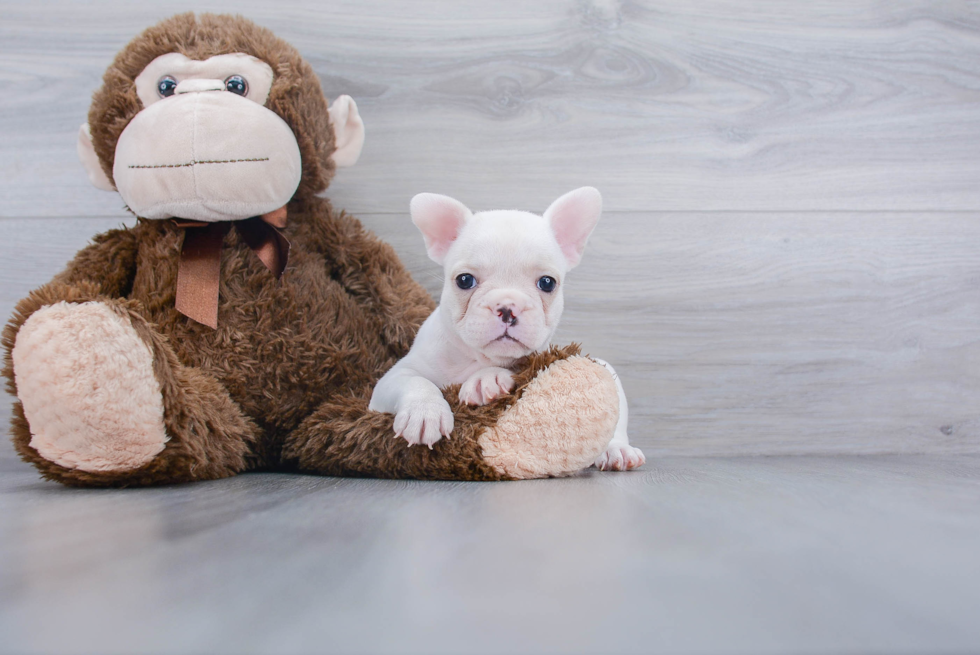 French Bulldog Pup Being Cute