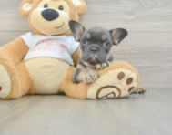 6 week old French Bulldog Puppy For Sale - Premier Pups