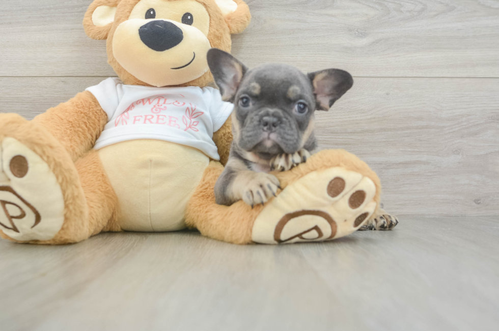 7 week old French Bulldog Puppy For Sale - Premier Pups
