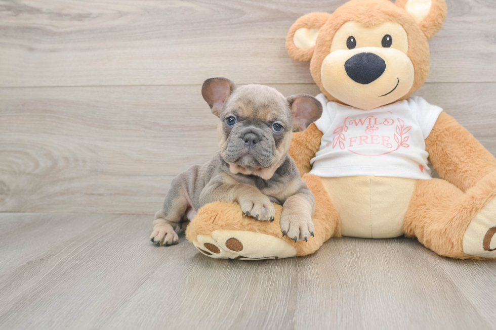 Best French Bulldog Baby