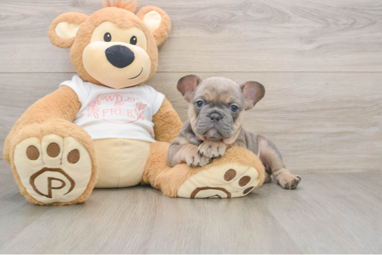 Cute Frenchie Purebred Puppy