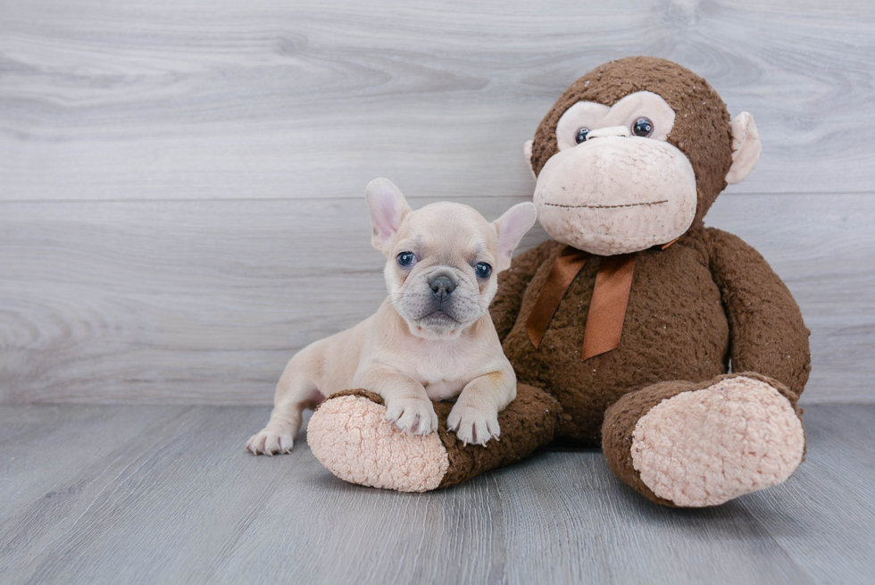 French Bulldog Puppy for Adoption