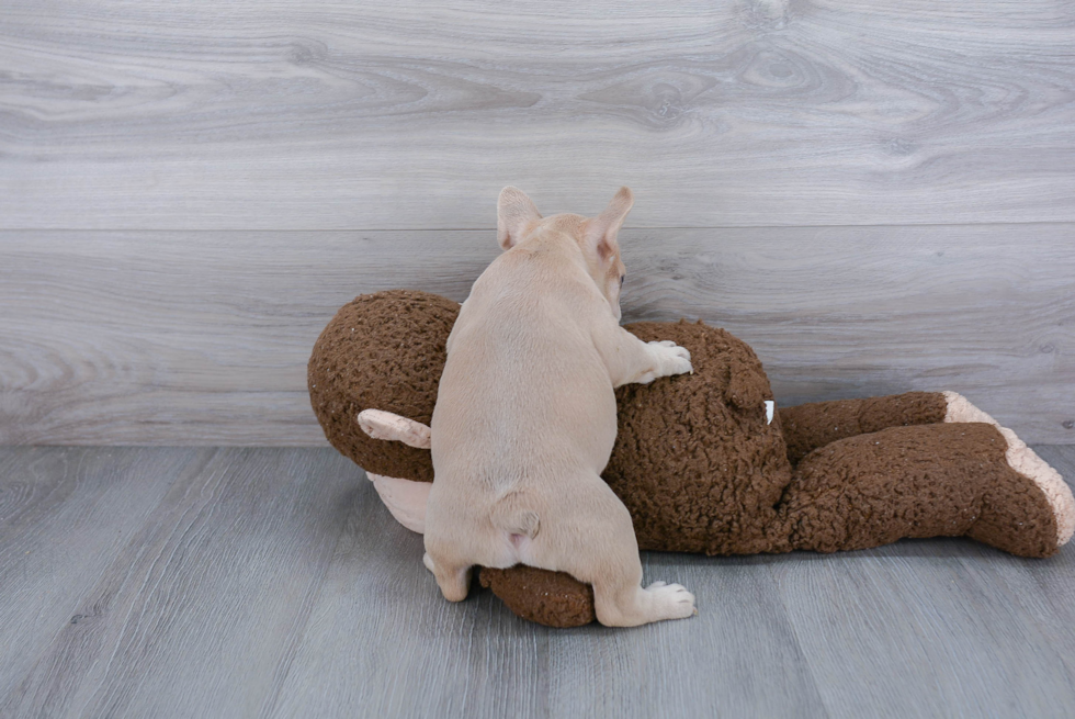 Happy Frenchie Purebred Puppy