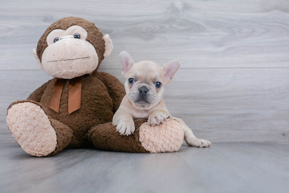 French Bulldog Pup Being Cute