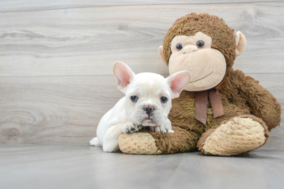 Little French Bulldog Baby