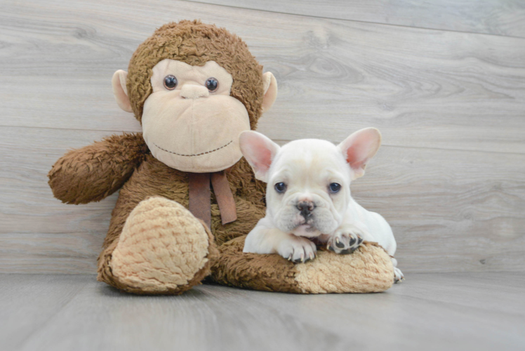 French Bulldog Puppy for Adoption