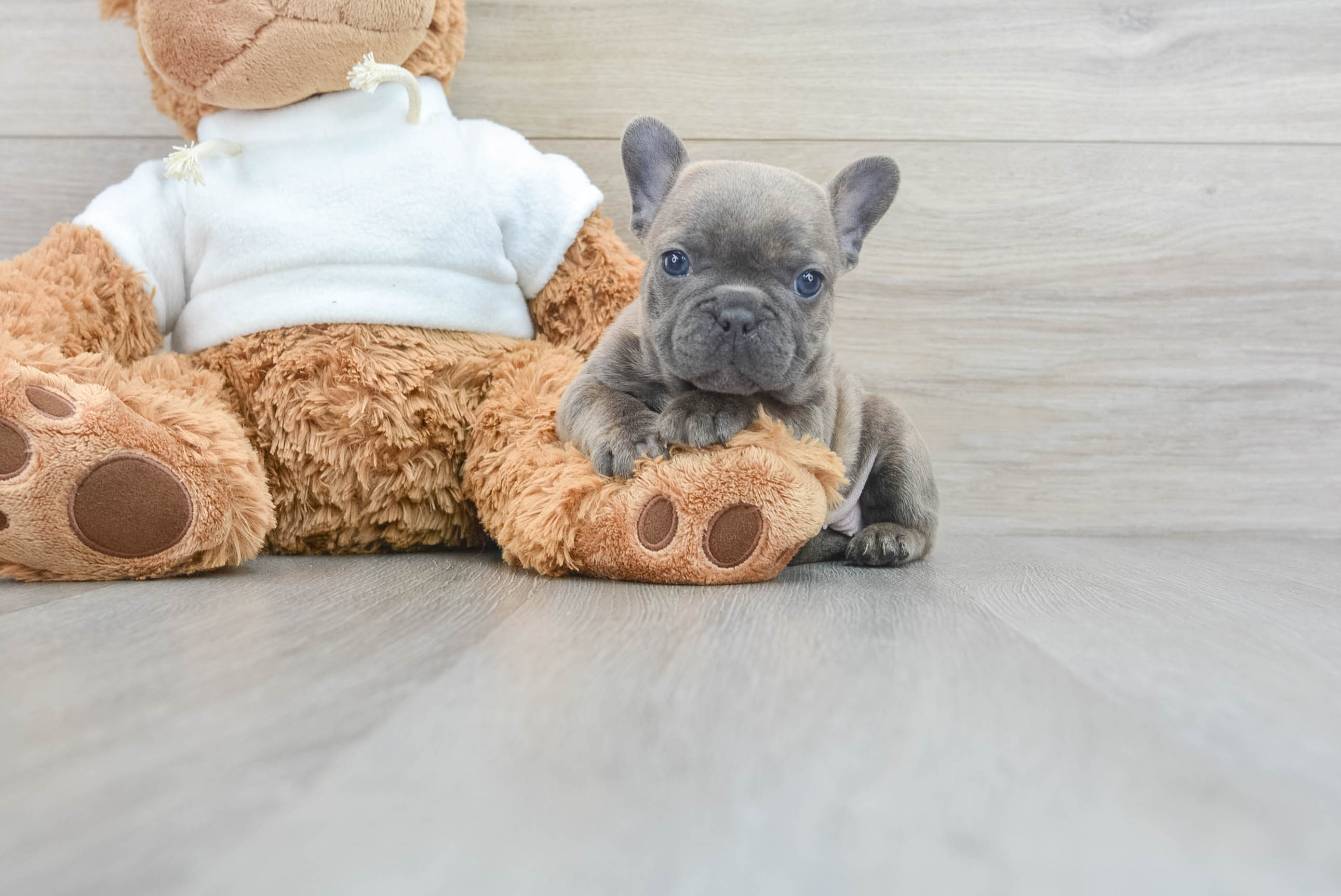 Best French Bulldog Baby