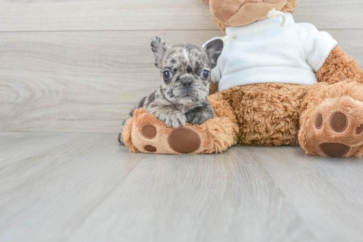 French Bulldog Puppy for Adoption