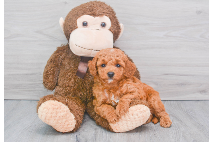 Cute Mini Goldendoodle Poodle Mix Pup