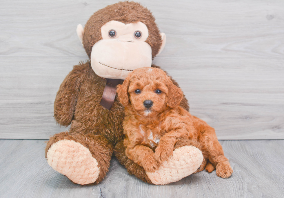 Cute Mini Goldendoodle Poodle Mix Pup